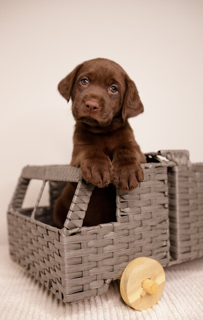 Brown Labrador Puppy in Basket