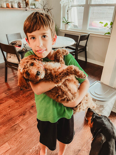 Standard Poodle Puppy