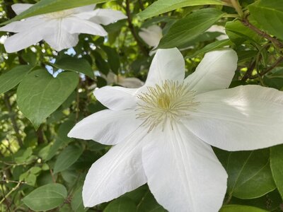 White flower blooming on a bush
