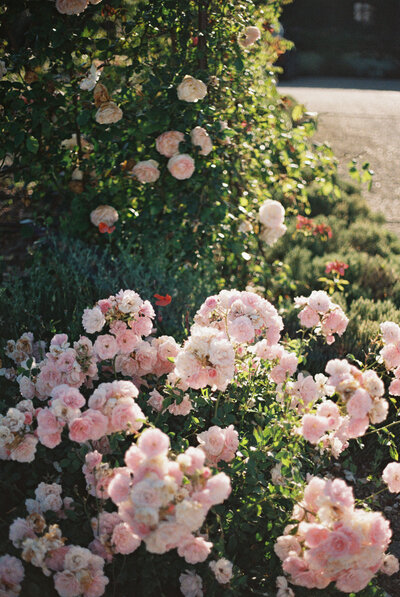 Pink flowers for wedding, portra 400, 35mm film