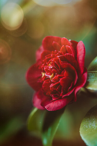 Detailed macro photography image capturing the intricate textures and beauty of nature through a close-up lens.