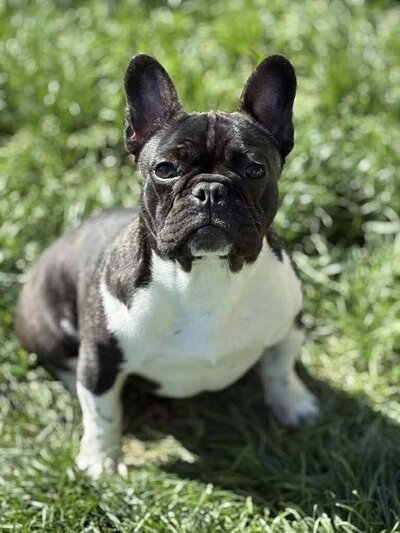 Black and white french bulldog sire from Beloved Frenchies posing for the camera in the sunshine