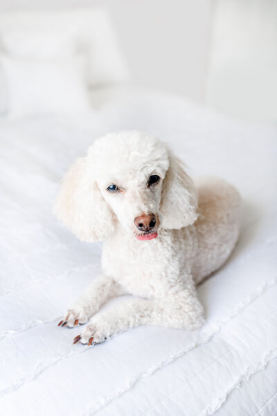 white-poodle-aesthetic-photo