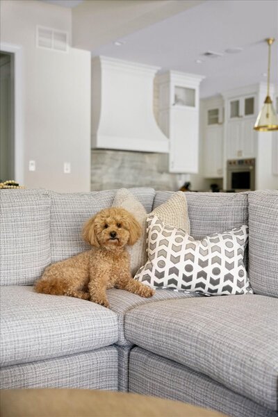 Small dog sitting on gray couch with pillows