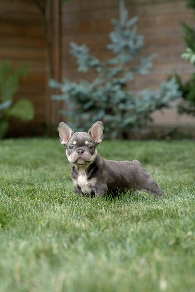 Lilac French Bulldog