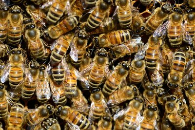 Honeybees squished together