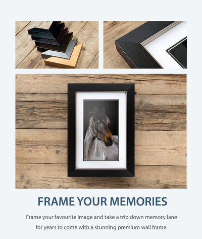 An advertising leaflet for traditional wall frames with a picture of a roan pony