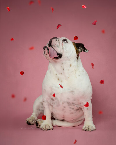A white English Bulldog sitting against a pink backdrop in a rain of rose petals.