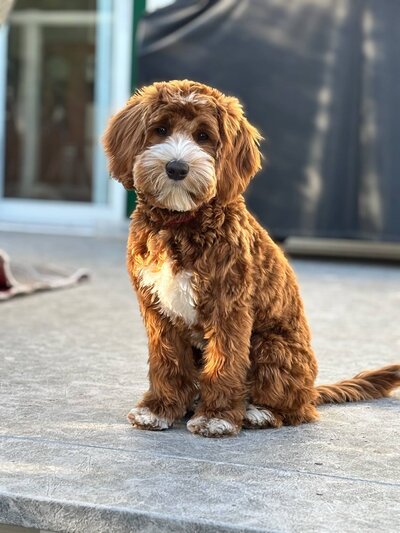 Apricot Australian Labradoodle Poppy