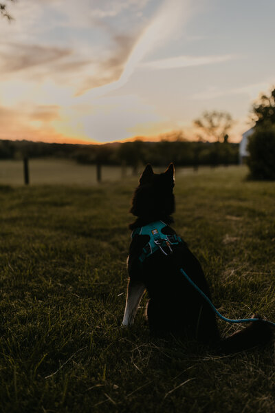 Alabama doggo