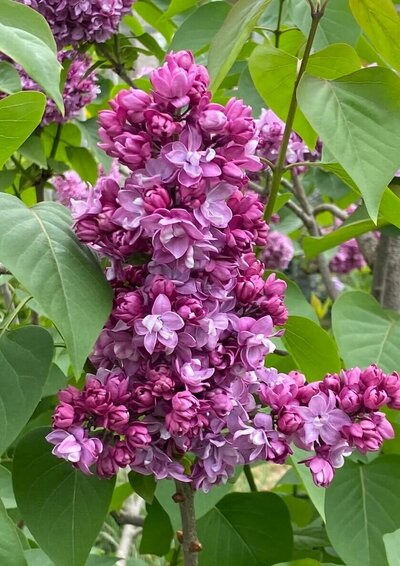 Paul Thirion syringa vulgaris pink magenta heirloom lilac at North Country Lilacs nursery in Canton, New York