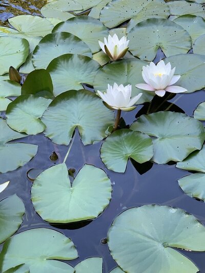 Lily pads and blooming flowers on calm water, symbolizing the steady beauty of daily practices for healing and self-connection

