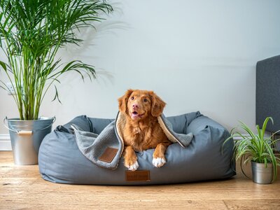 Red dog lying on a grey dog bed