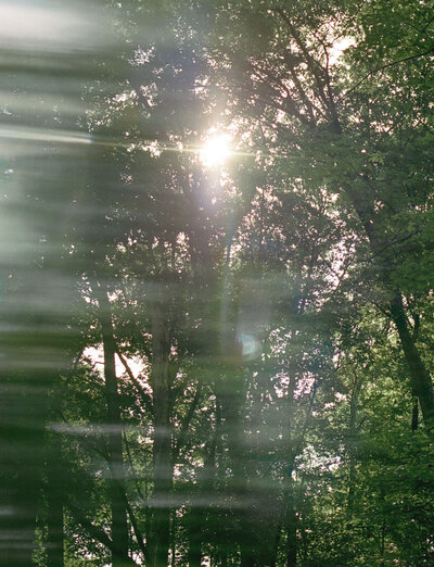 abstract details, sunlight through trees film photography, scent film photography for candle company Detroit Rose