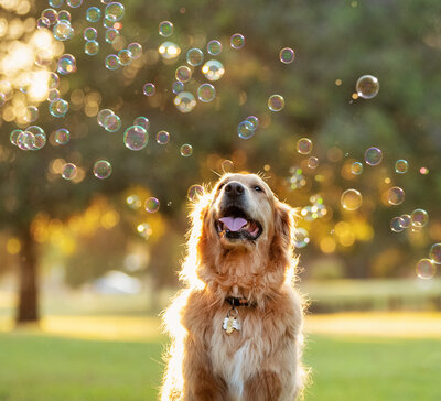 Ninja a golden retriever playing with bubbles at a park.