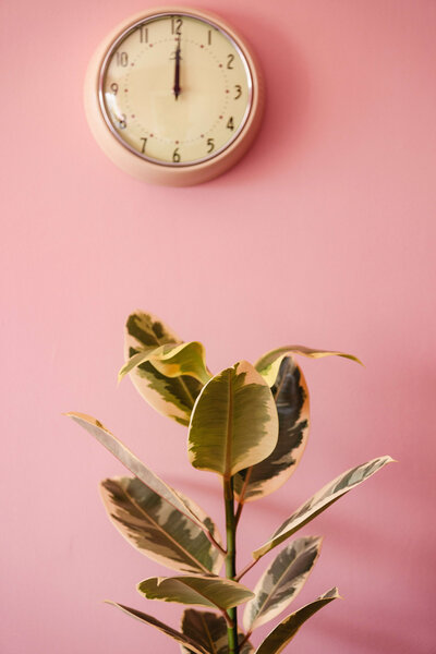 A clock is seen on a pink wall with a houseplant in front of it, representing the fun and ambitious nature of Eugene business lawner, Cassie Peters.