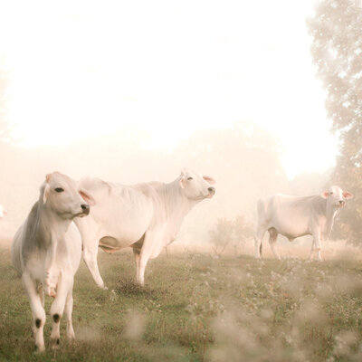 dreamy cows