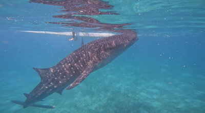 Underwater view of a whale shark — snorkeling in Cebu, Philippines