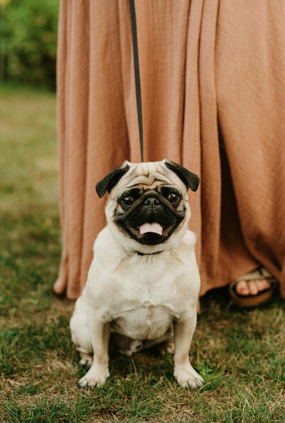 Dennis the pug looking off into the distance.