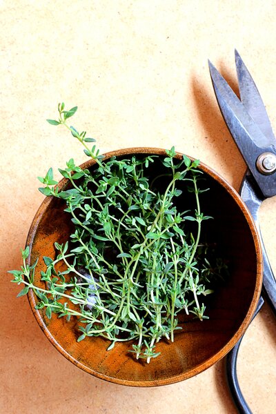 fresh-thyme-and-kitchen-scissors