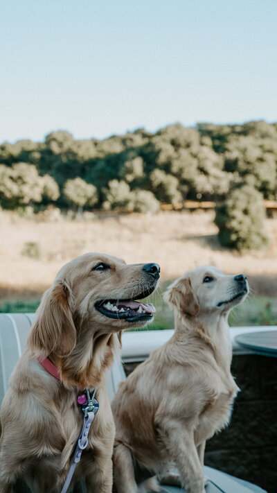 Happy Breeding Pair at Little Retriever Ranch