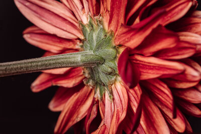 red dahlia side view