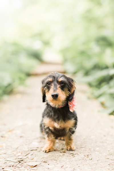 Black and Brown Dachshund