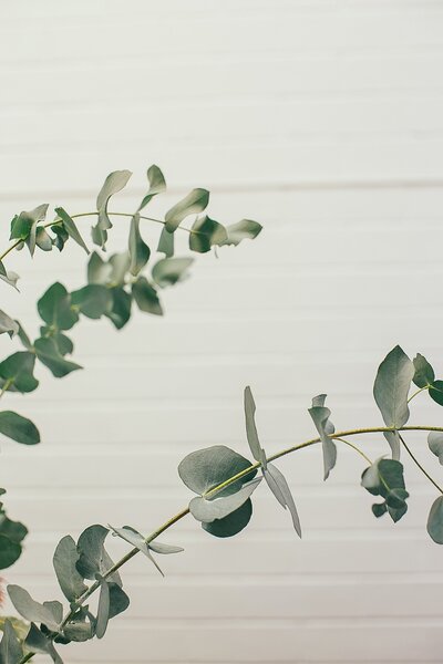 green eucalyptus branches