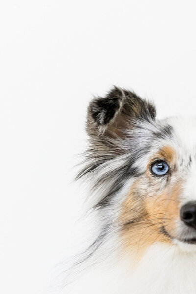 San Francisco pet photography
