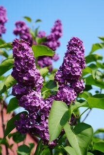 Andenken an Ludwig Spaeth syringa vulgaris purple heirloom lilac at North Country Lilacs nursery in Canton, New York