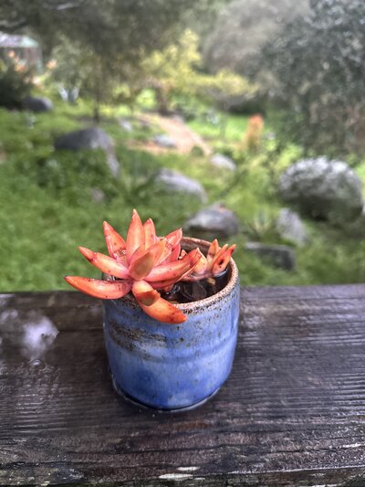 Red succulent in blue pot with green landscape in background