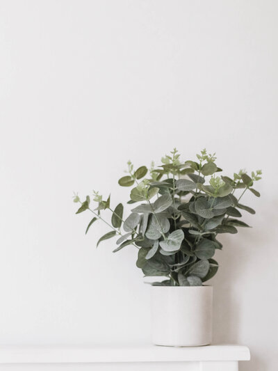 a white vase with eucalyptus stalks