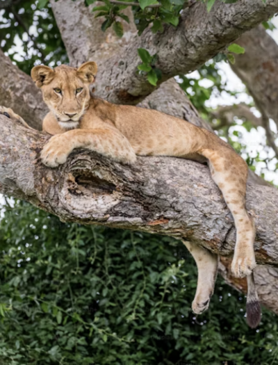 Lion in a tree in Queen Elizabeth National Park