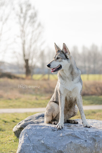 Review hondenfotoshoot tamaskan wolfhond bij Photodreamz in Limburg