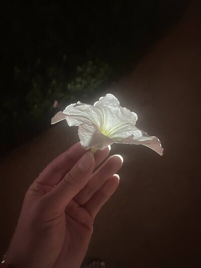 A hand holding a delicate flower in soft sunlight, symbolizing mindfulness, healing, and natural wellness at Love Light Wellness Kauai