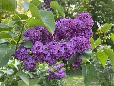 Yankee Doodle syringa vulgaris purple heirloom lilac at North Country Lilacs nursery in Canton, New York