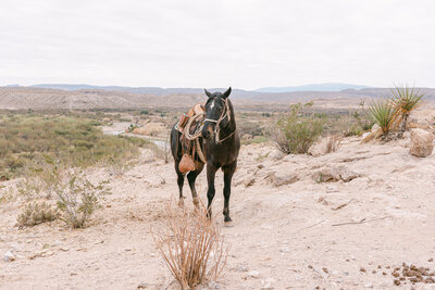 High-end editorial image of a saddled black horse standing in the Texas desert, symbolizing adventure and refinement, captured by a luxury wedding photographer who blends storytelling with timeless detail.