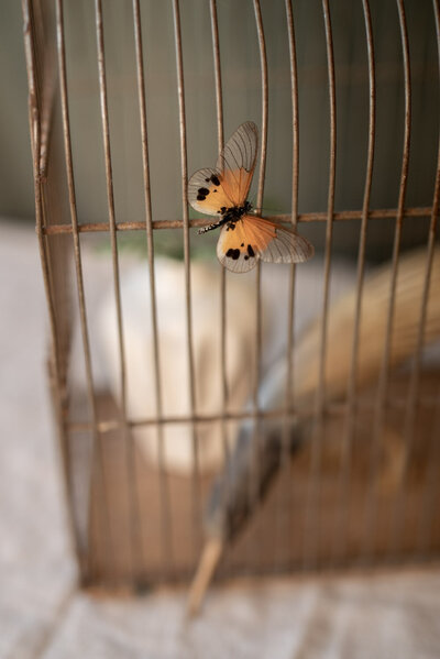 Vlinder met gedeelteljke transparante vleugels, oranje stukken en zwarte vlekjes op vintage vogelkooi