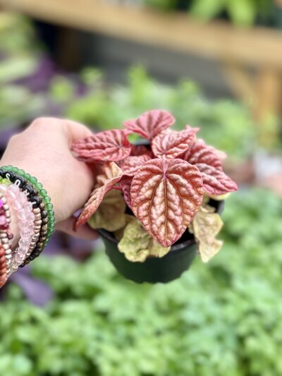Heart-Shaped-Leaves2518