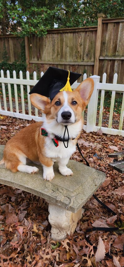 Corgi Puppy wearing a graduation cap