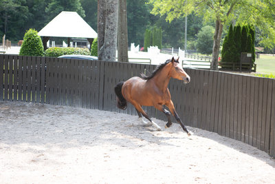 Windwood_Equestrian_Corporate_Events_Alabama_Equine_team_Building_29