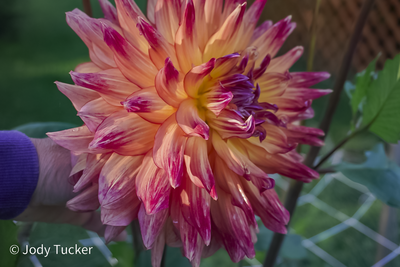 dahlia 2024