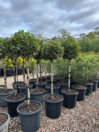 LILLY PILLY STANDARDS Syzygium australe