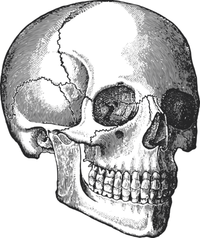 illustration of a skull