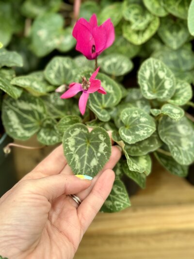 Heart-Shaped-Leaves2521