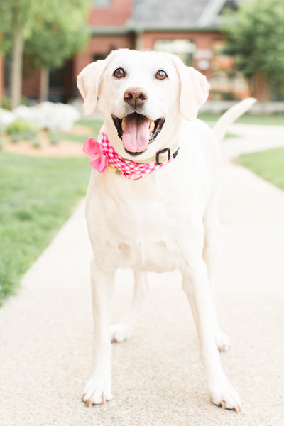 Yellow Lab