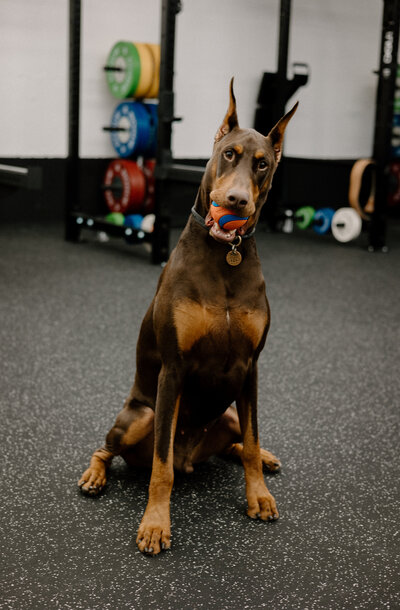dog with ball in mouth