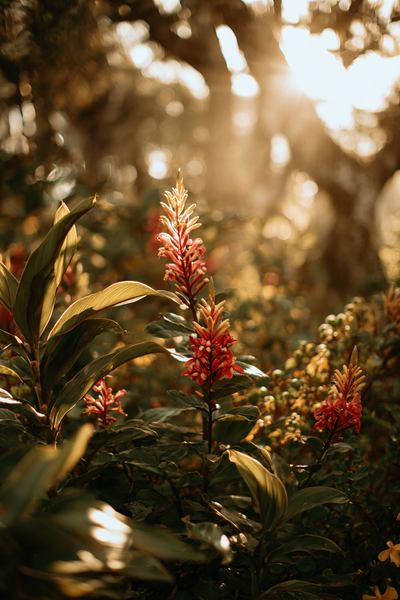 mysticbella_beautiful_nature_photos_at_stunning_lighting_in_h_ce7b27d5-8472-49b0-831a-ffb7eaba82dd_3