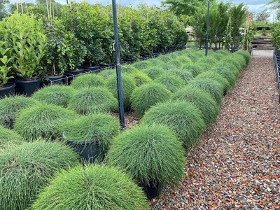 CASUARINA 'COUSIN IT' Casuarina Glauca