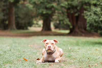 Brown pitbull lying in a field
